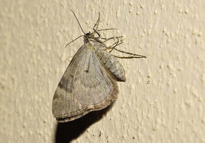 Geometridae: forse Thera britannica? S